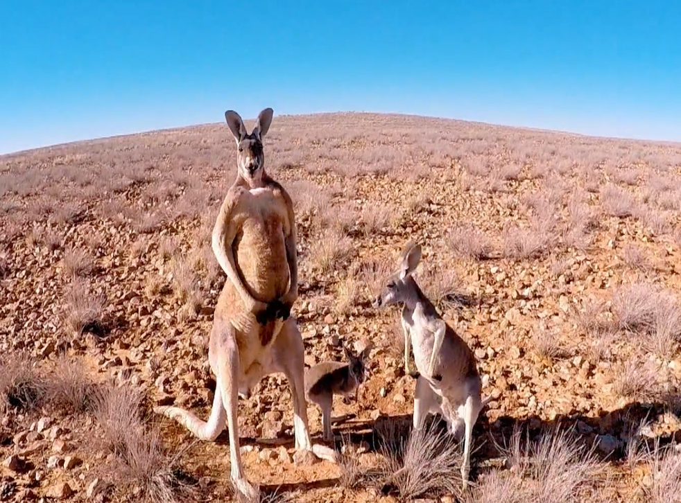 Supporters of culling argue kangaroos are pests for grazing on grassland reserved for livestock and taking precious water resources