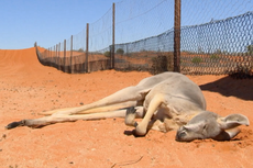 The multimillion-dollar industry killing off Australia’s kangaroos