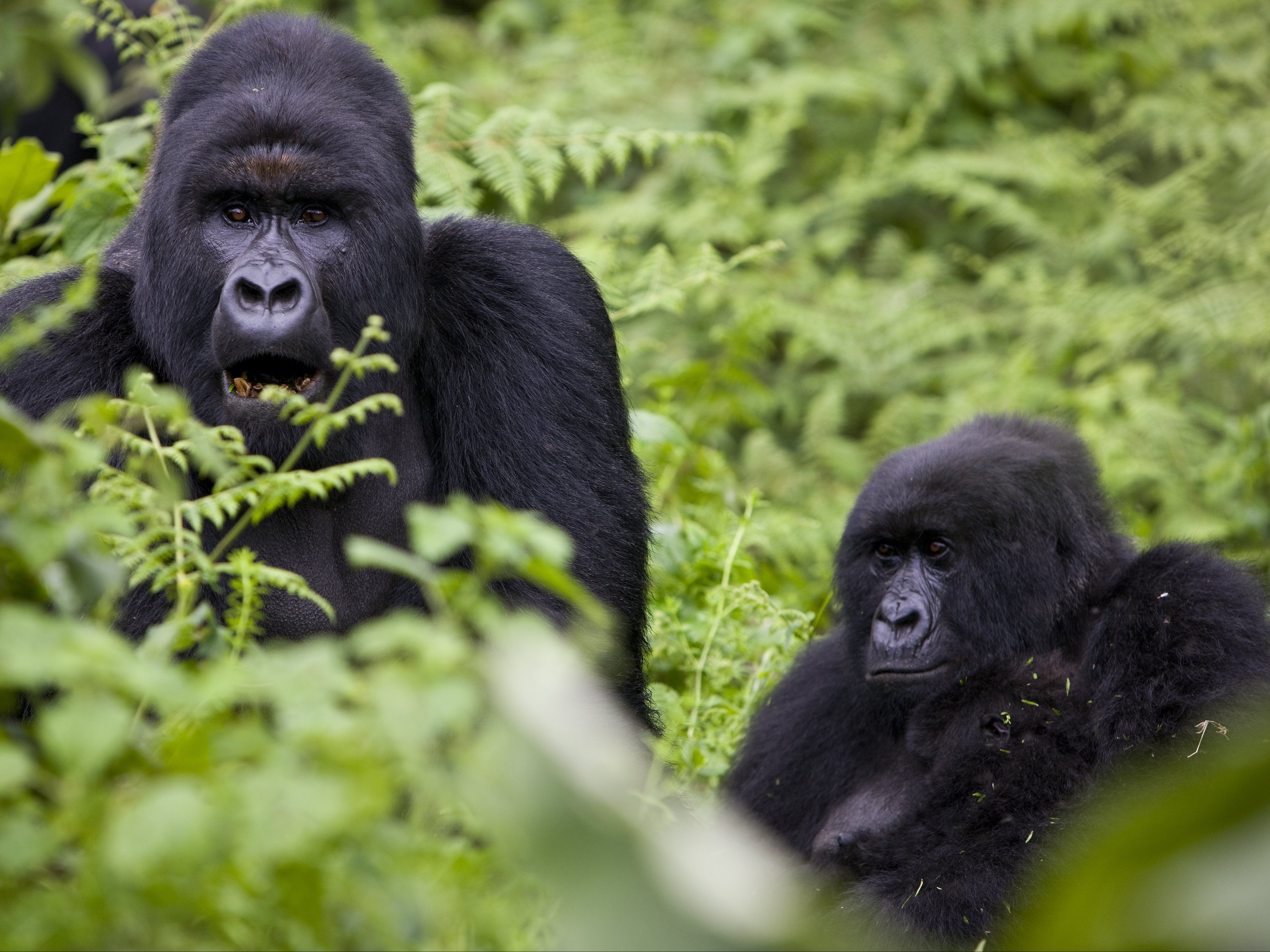 Mountain Gorillas can be seen in the Republic of Congo