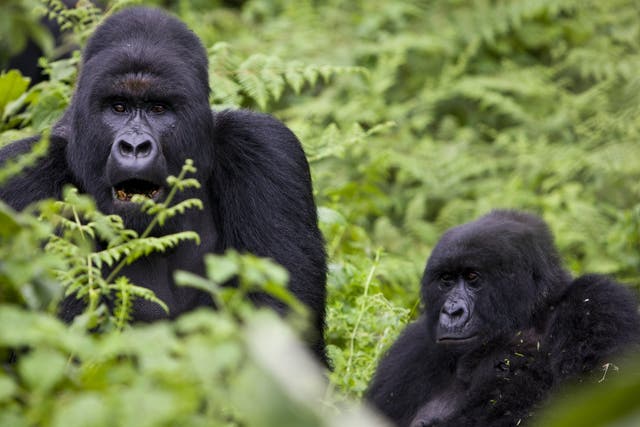Mountain Gorillas can be seen in the Republic of Congo 