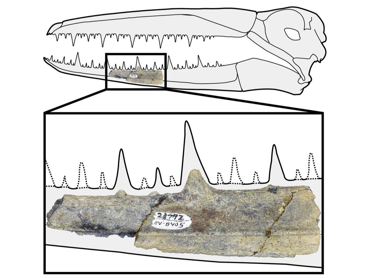 Antarctica fossil is oldest known fragment from 'truly gigantic' group of ancient birds with 6m wingspan