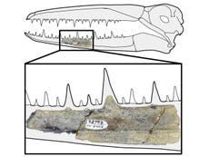 Antarctica fossil is fragment from group of birds with 6m wingspan