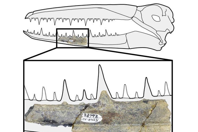 This 40-million-year-old fossil skull fragment suggests the bird’s head alone may have been 2ft long
