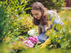 DIY and garden centres ‘hastening climate crisis’ by selling peat