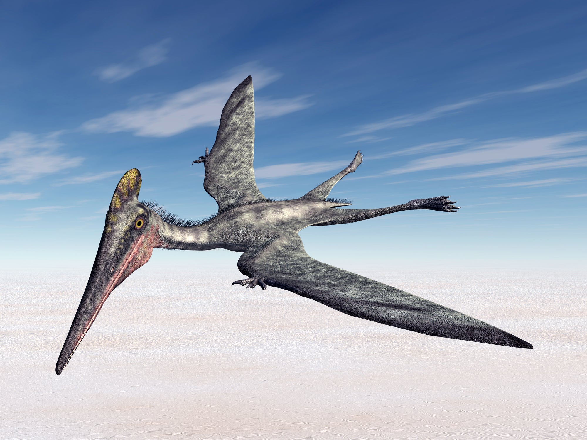 Pterodactyls took millions of years to become deadly masters of