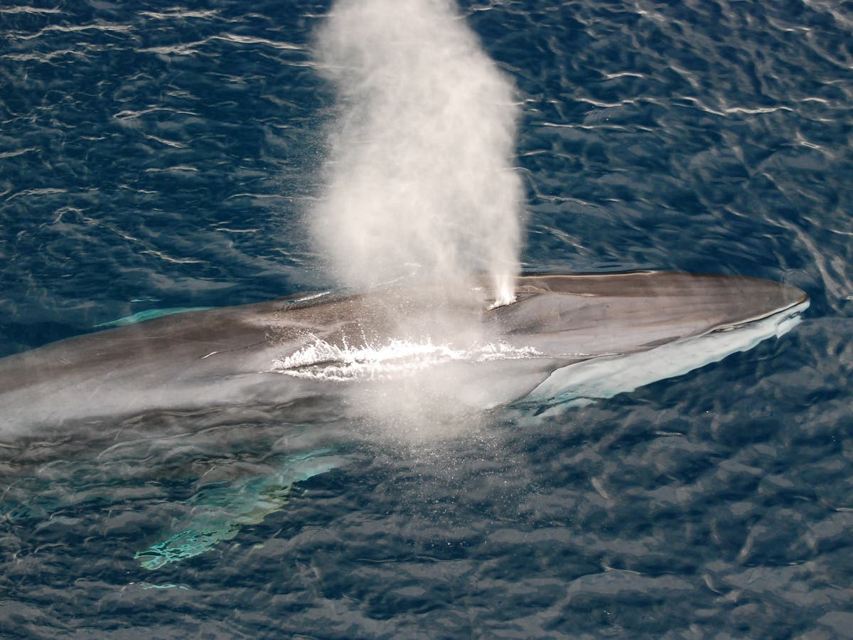 Fin whales pick up new songs while migrating and bring them back to local populations, study suggests