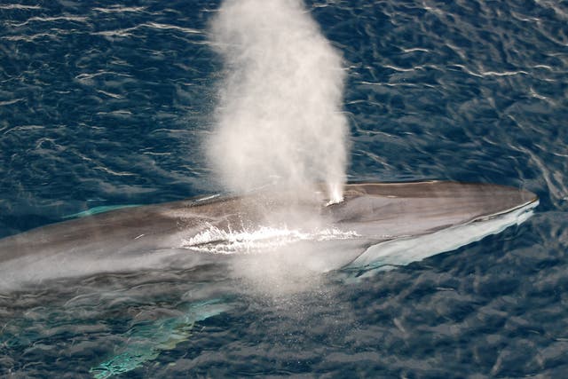 The second largest animal on the planet, the fin whale, also has one of the lowest singing voices. Scientists now know distinct groups of fin whales can trade vocalisation patterns