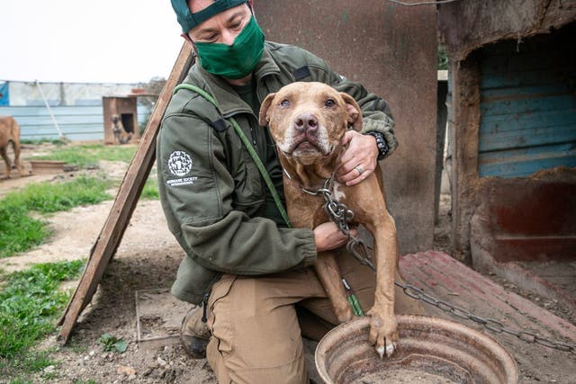 Nearly 200 dogs were rescued by animal welfare charity Humane Society International (HSI) and taken to the US from a dog meat farm in South Korea
