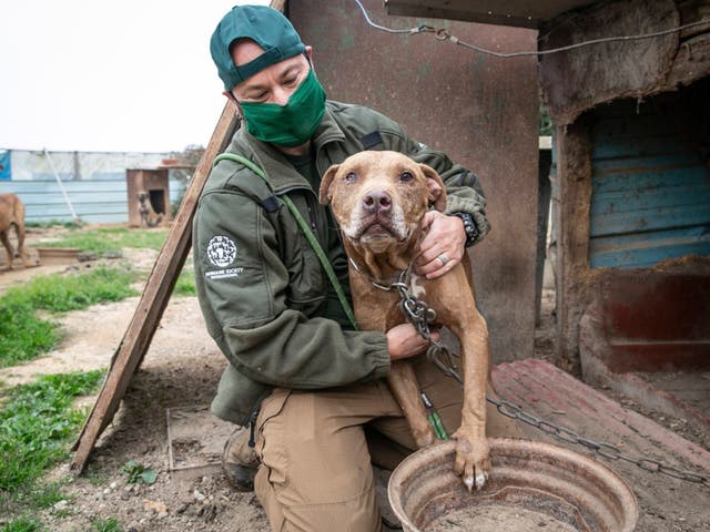 Nearly 200 dogs were rescued by animal welfare charity Humane Society International (HSI) and taken to the US from a dog meat farm in South Korea