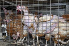 Egg farm kept hens in cruelly overcrowded cages without enough water to drink, investigators say