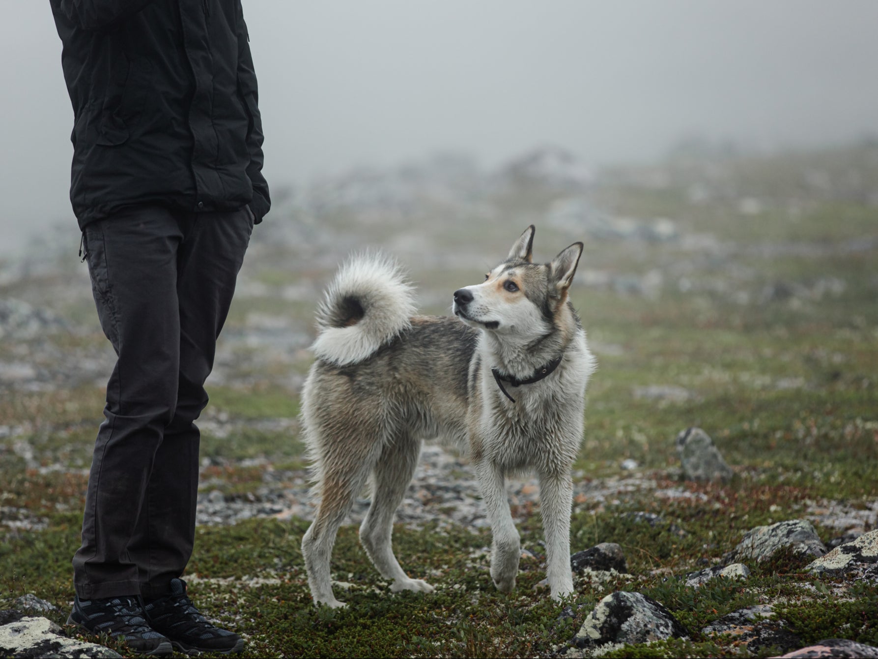 The precise origin of man’s relationship with dogs ‘remains shrouded in mystery’