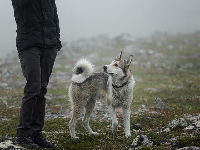 The precise origin of man’s relationship with dogs ‘remains shrouded in mystery’ 