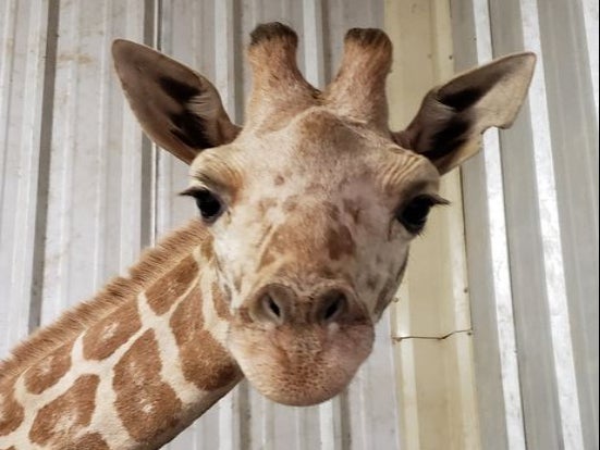 April the Giraffe's youngest calf dies at Texas zoo