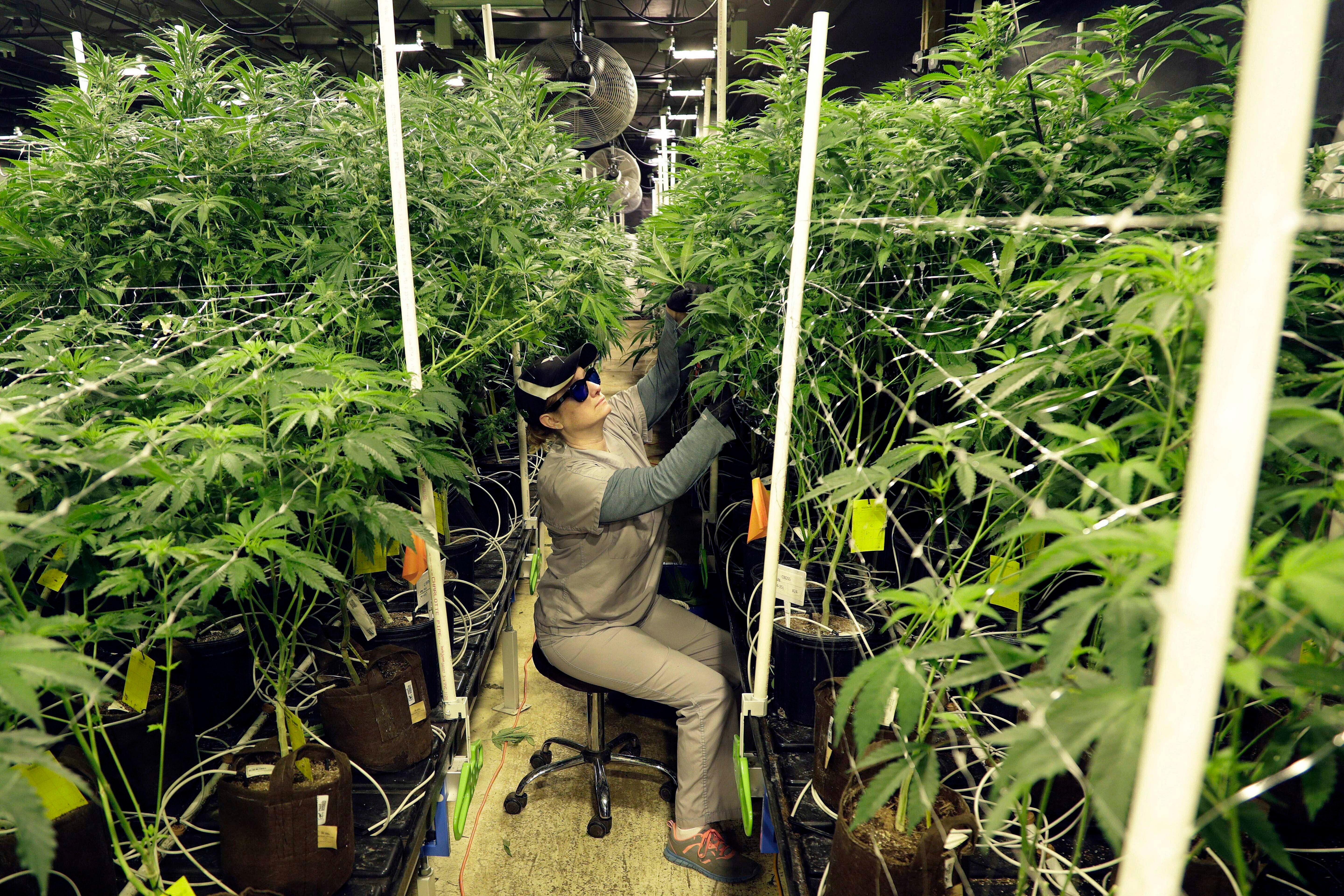 FILE - In this March 22, 2019, file photo, Heather Randazzo, a grow employee at Compassionate Care Foundation's medical marijuana dispensary, trims leaves off marijuana plants in the company's grow house in Egg Harbor Township, N.J.