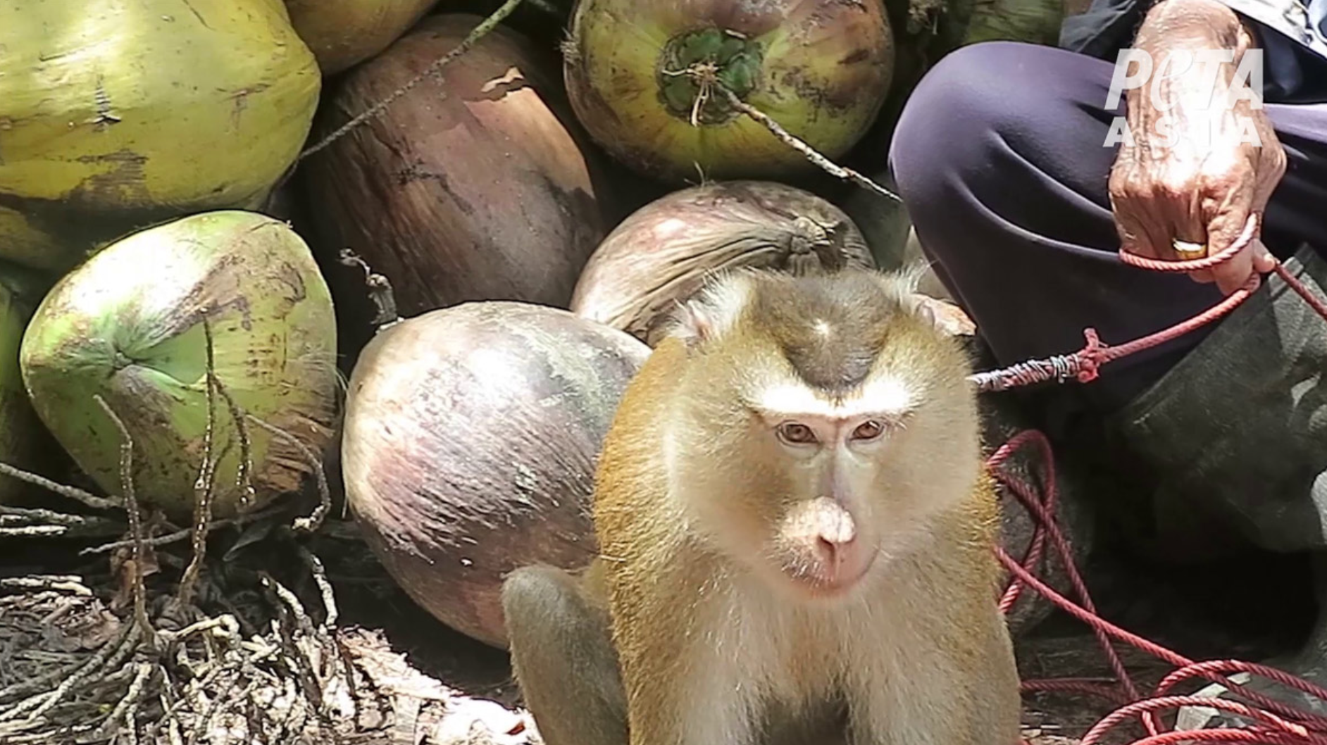 Peta Asia investigation alleges use of monkeys as forced labour