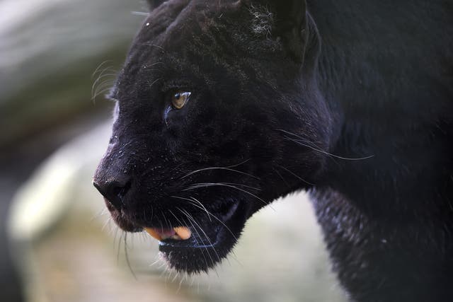 A black panther strolls through its enclosure at the Zooparc de Beauval in Saint-Aignan, central France