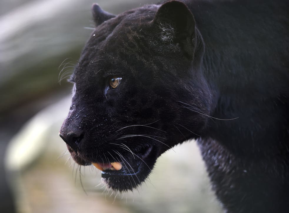 A black panther strolls through its enclosure at the Zooparc de Beauval in Saint-Aignan, central France