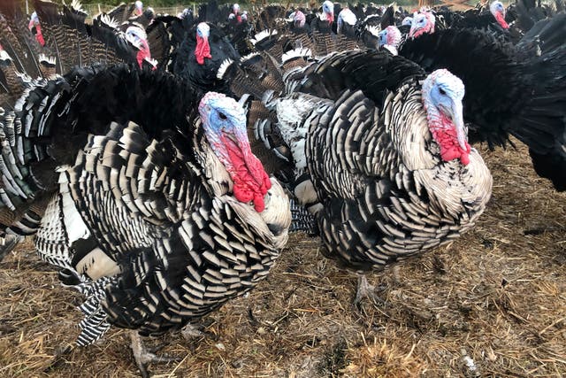 Thanksgiving Turkey Plans