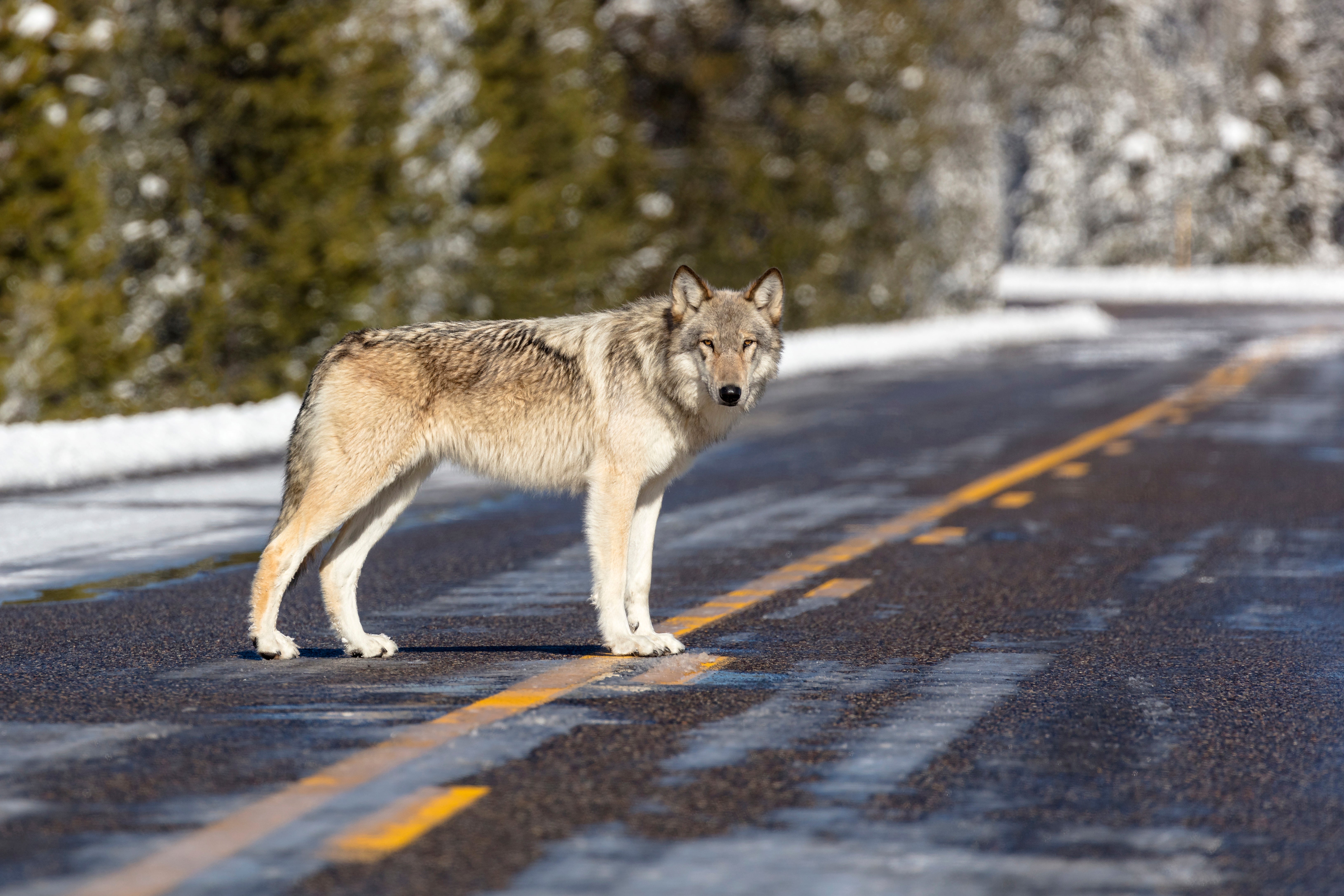 Волк км час. Yellowstone Wolf. Йеллоустоун волки. Йеллоустонский национальный парк волки. Национальный парк Йеллоустоун волки.