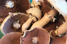 Nothing can beat the taste of a field mushroom – one of the small joys of recent weeks