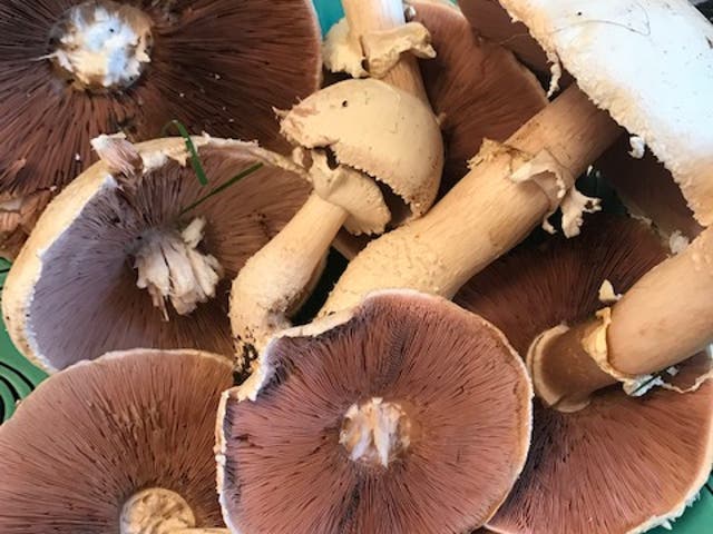 A number of the field mushrooms picked by Janet
