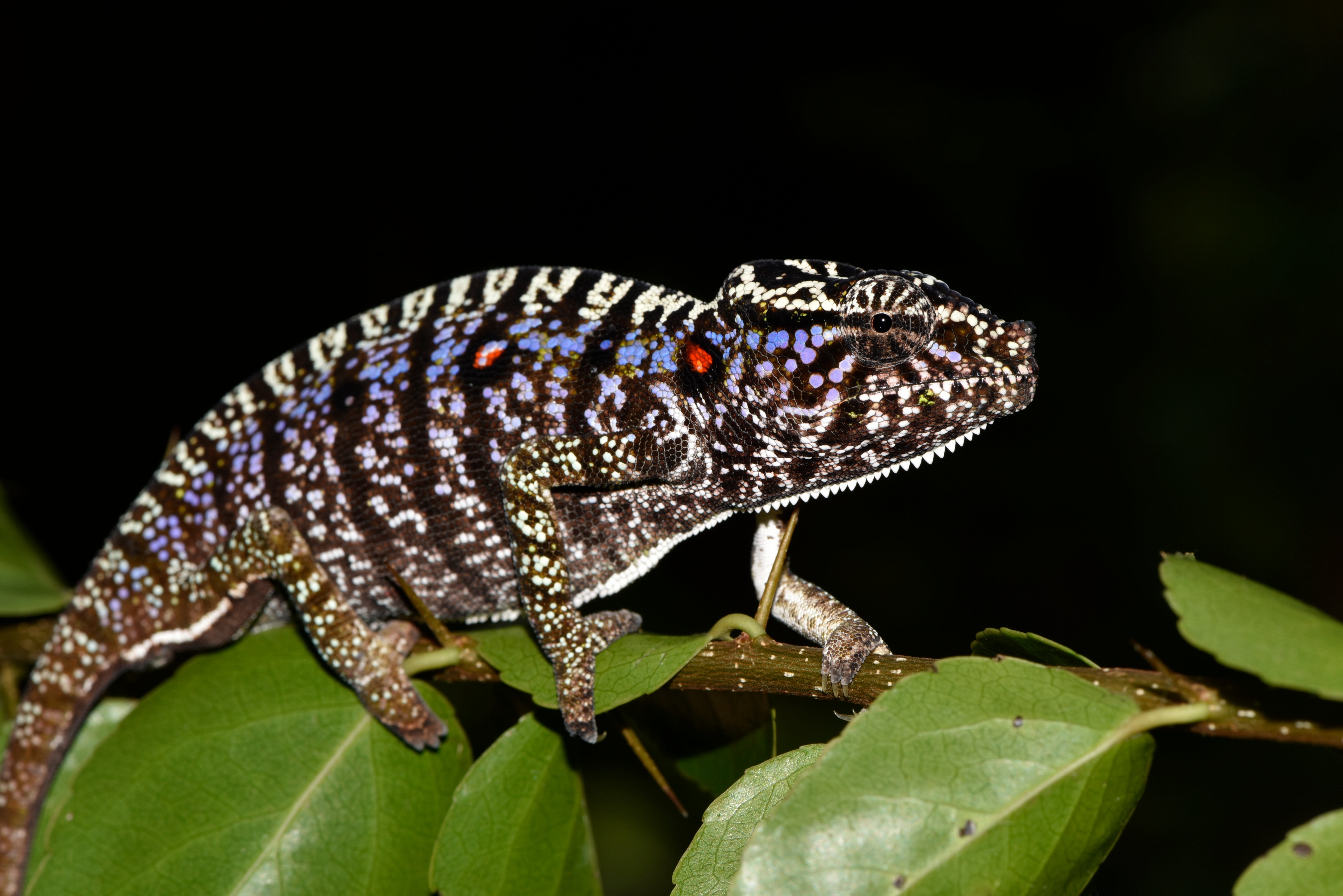 Scientists find Madagascar chameleon last seen 100 years ago species  Madagascar Scientists camouflage researchers