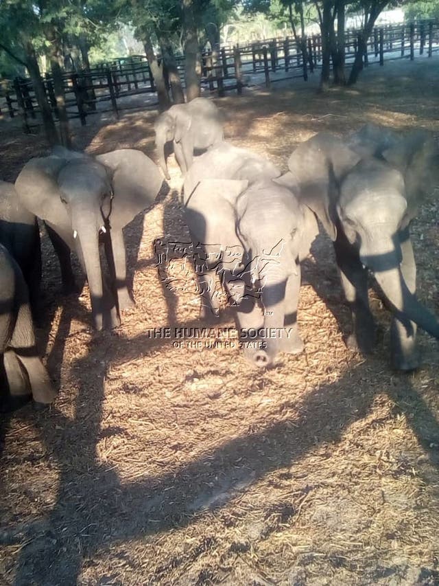 More than 30 baby elephants from Zimbabwe were held in quarantine pending distribution to amusement parks and other facilities within China