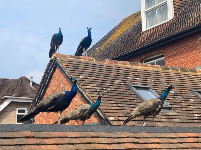 The colourful band of birds are popular with many inhabitants of the picturesque West Sussex village, they have ruffled a few feathers and their future had looked up in the air
