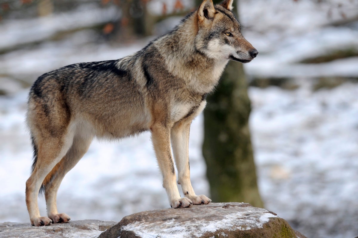 Legal action promised against trump move that would allow grey wolves to be hunted