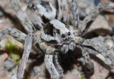 Huge spider assumed extinct in Britain discovered on MoD site after quarter of a century