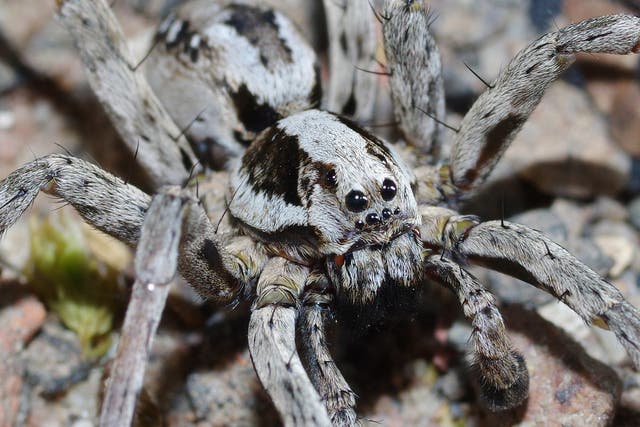 A female great fox-spider measures 55mm in diameter