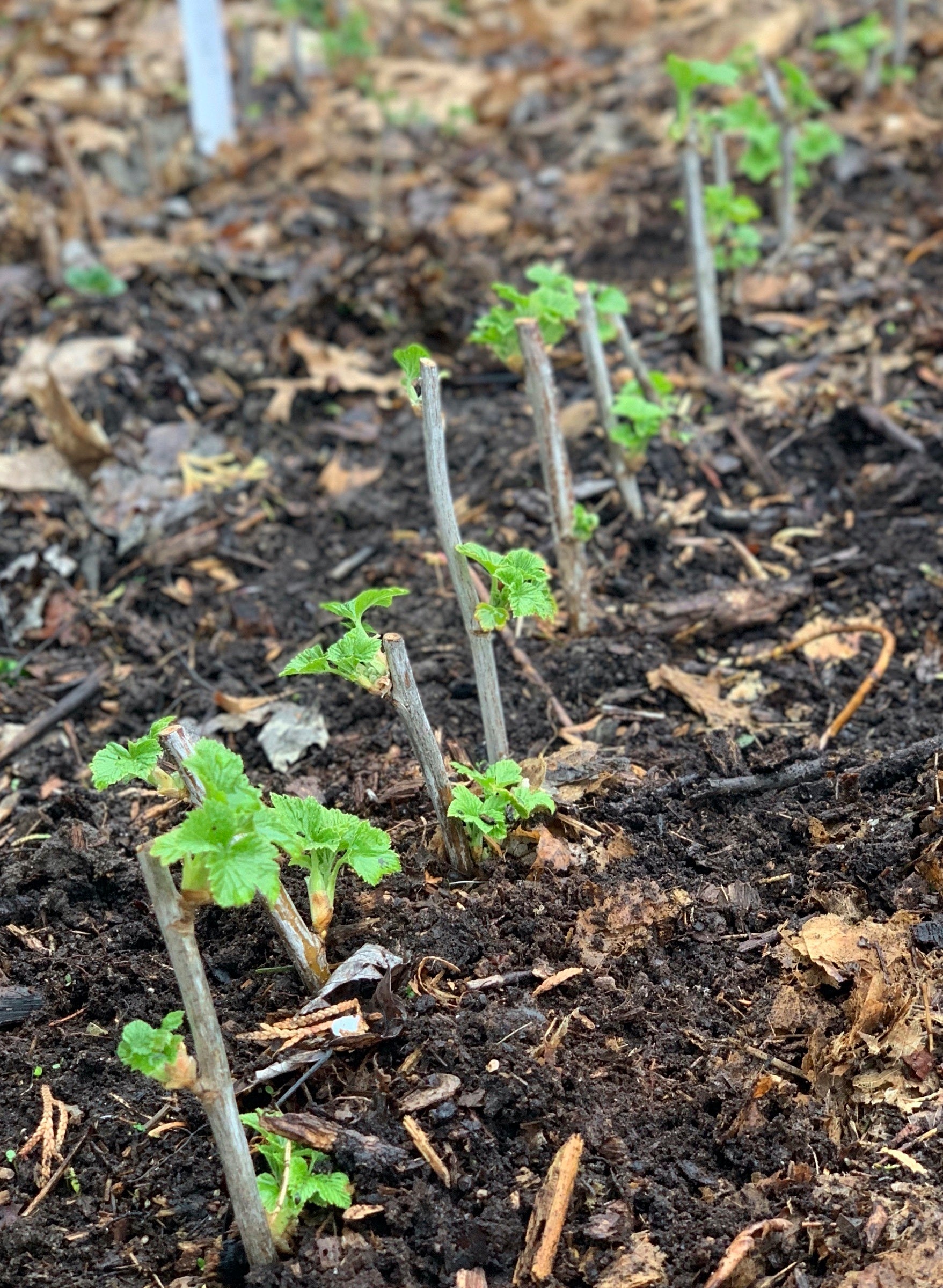 Gardening Hardwood Cuttings