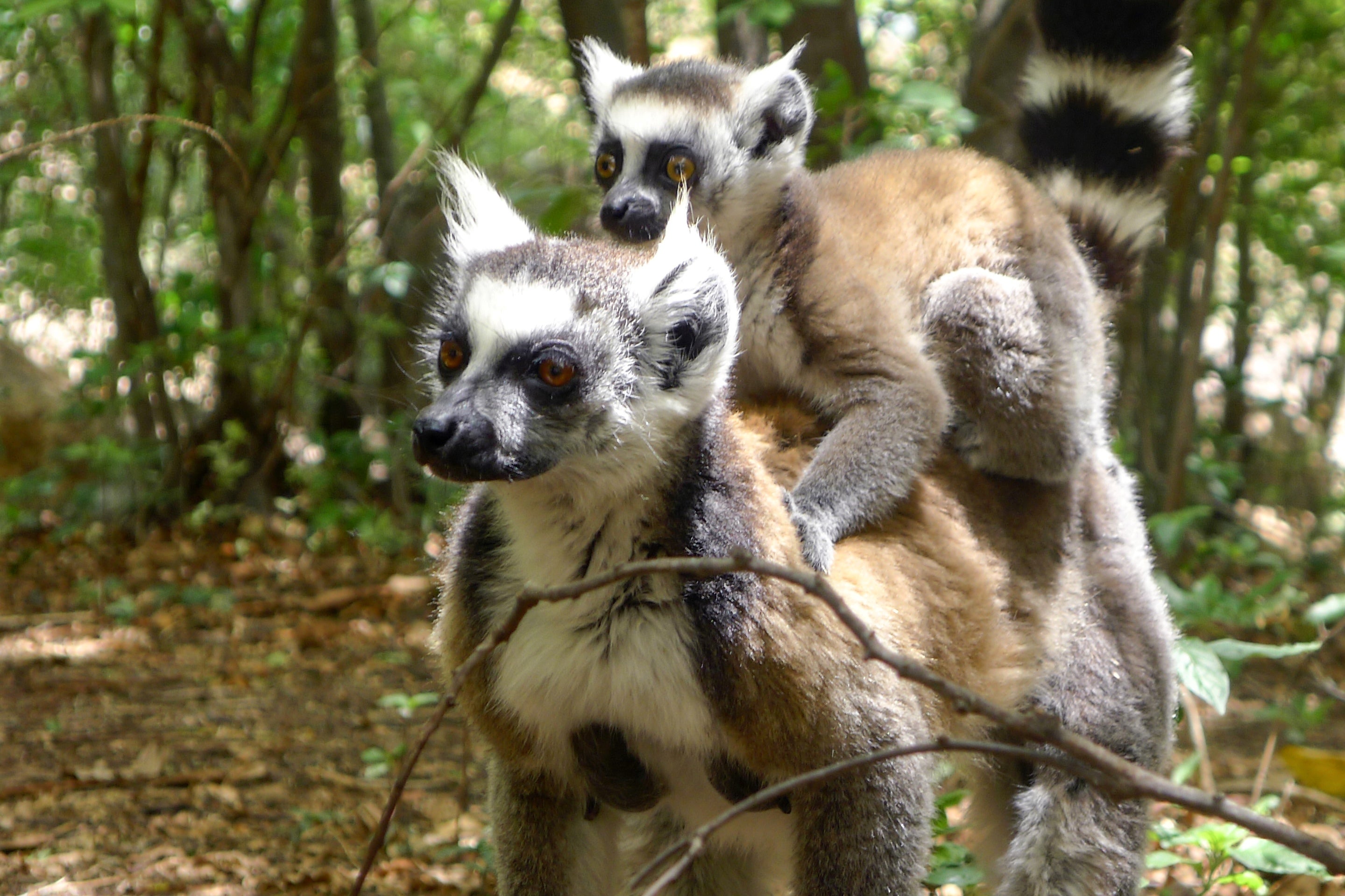 A lemur carries a baby on its back in Isalo National Park