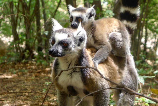 <p>A lemur carries a baby on its back in Isalo National Park</p>