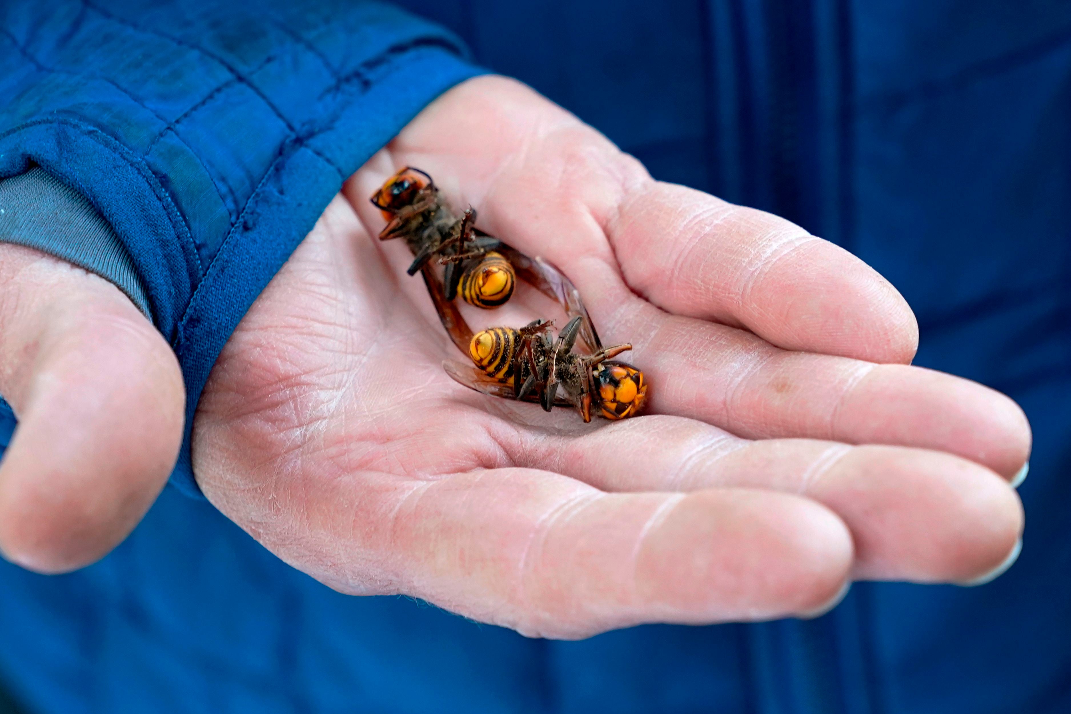 giant hornet stings