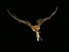 Bats ‘can predict the future’, study of hunting technique reveals