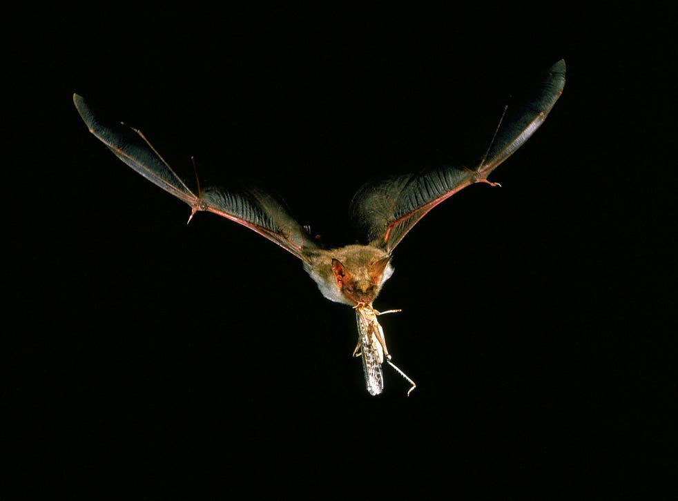 A mouse-eared bat carries off a meal. Bats don’t just aim at where their prey is, but where they think it’s going to be