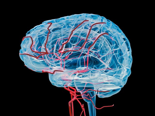 New study claims brain veins could be used to connect humans to computers