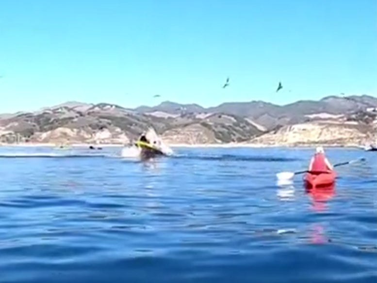 Whale nearly swallowed two kayakers in California when it jumped out of the sea