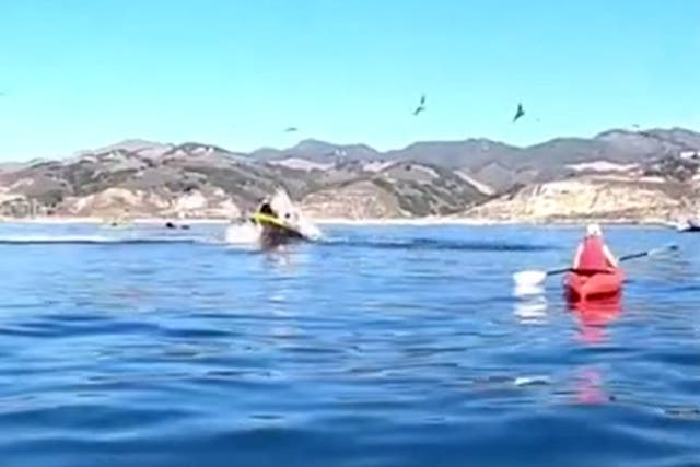 Whale nearly swallowed two kayakers in California when it jumped out of the sea 
