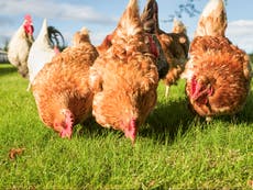 Bird flu outbreak found at Cheshire farm