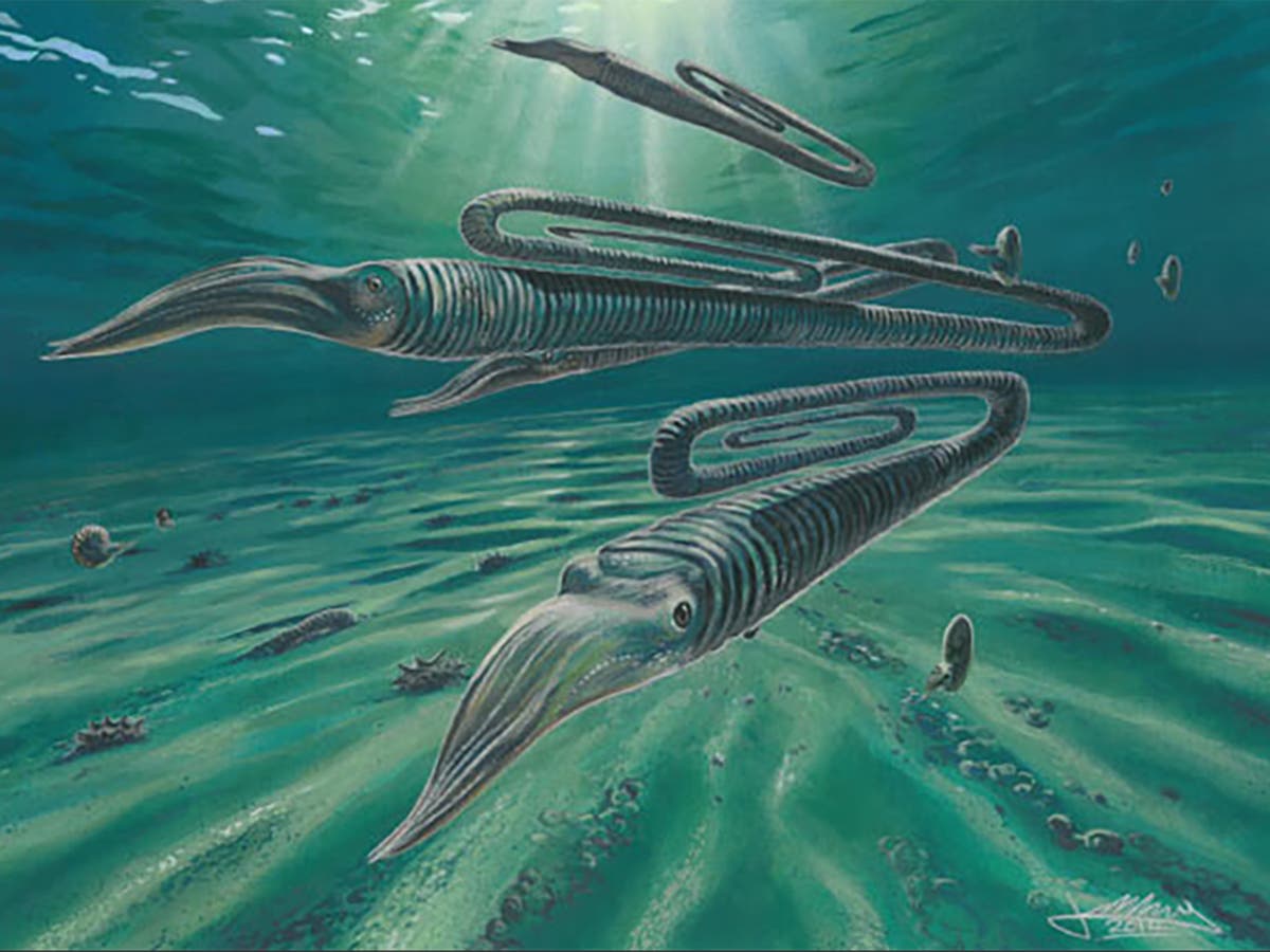 400 млн лет назад какая. Головоногие моллюски Юрского периода. Девонский период аммониты. Аммониты белемниты трилобиты. Силурийский период.