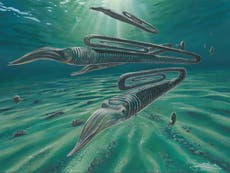 Ancient squid-like creature lived for 200 years, say scientists 