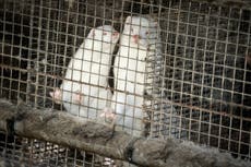 Denmark wants to cull all farmed minks over COVID fears