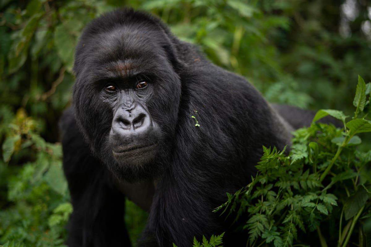 Silverback Gorilla