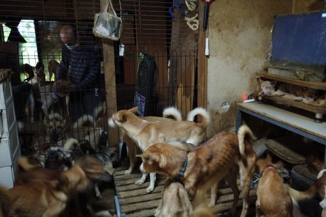 Handout photo shows dozens of dogs are crammed inside a tiny house in Izumo, Japan