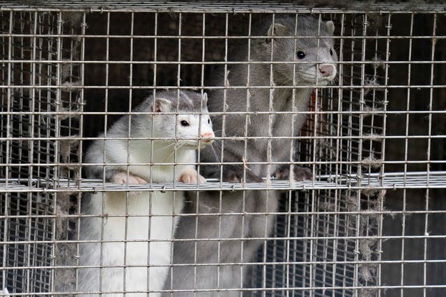 <p>Mink are seen at a farm in Gjol, northern Denmark on October 9, 2020. As many as 17 million mink are expected to be put down across Denmark over coronavirus fears.</p>