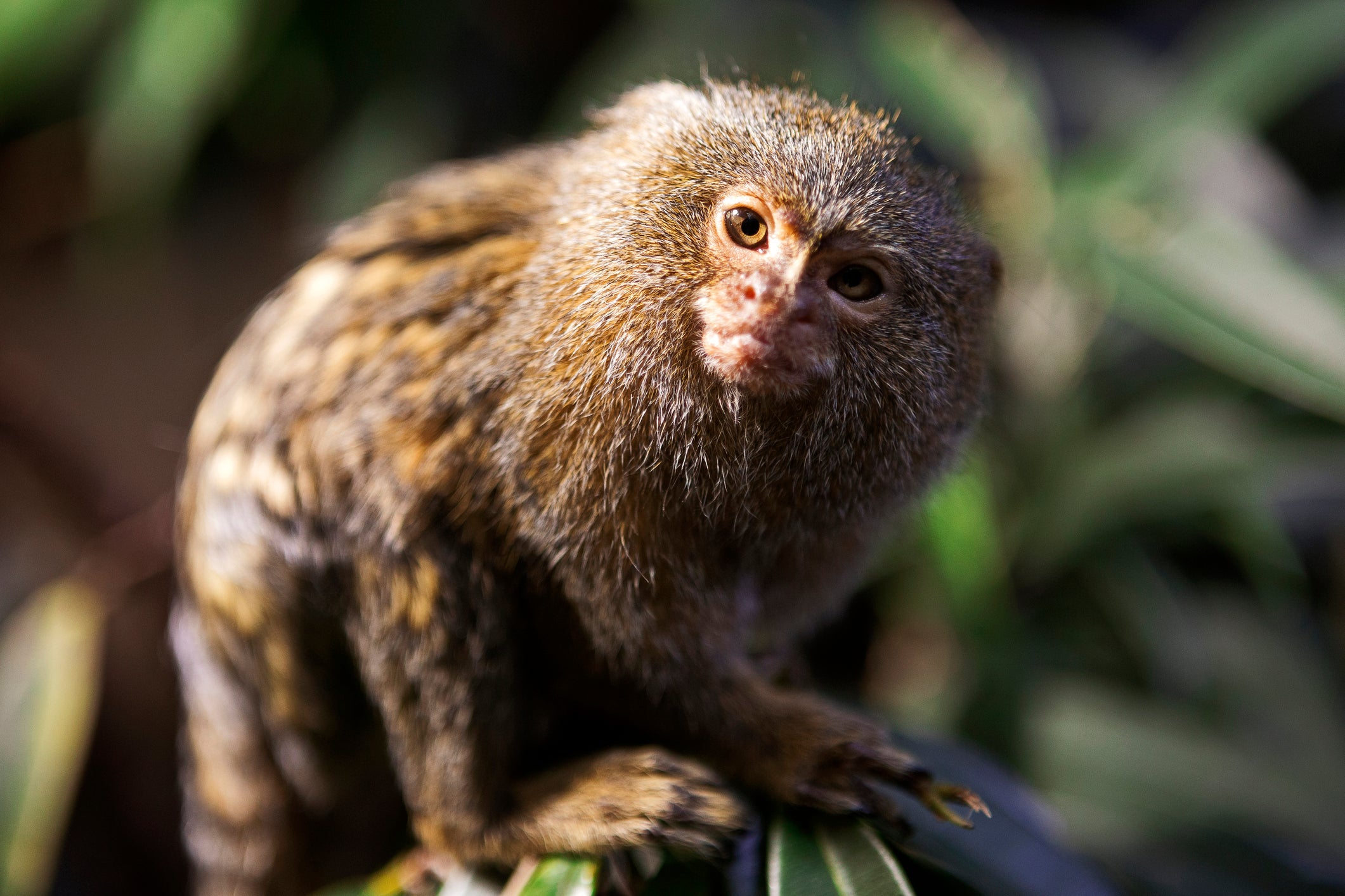 The marmosets with overactive sgACC showed fearful behaviour and higher blood pressure for much longer
