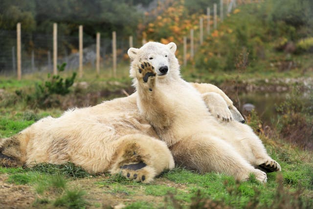 Hamish (pictured waving), who is now two-and-a-half years old, shares an enclosure with his mother Victoria at the Highland Wildlife Park near Aviemore.