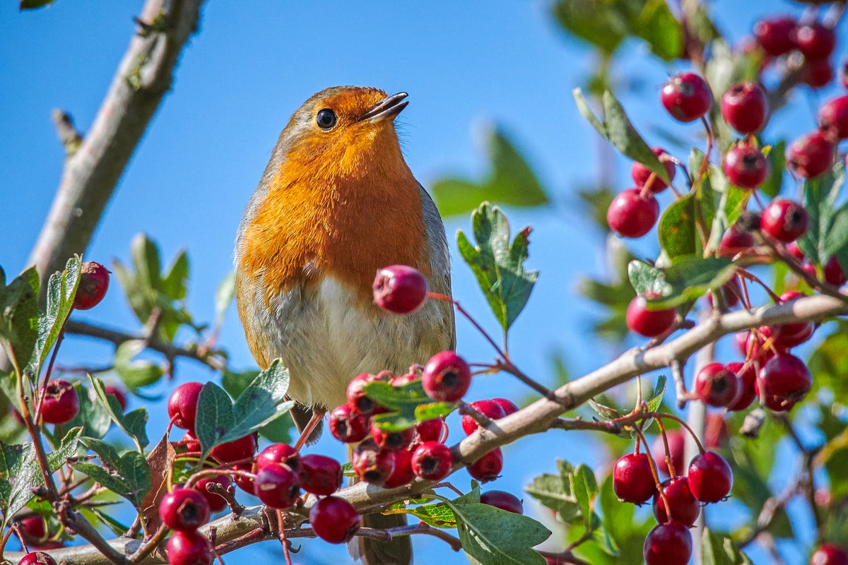 ‘biggest ever’ initiative to restore natural world launched amid funding outcry